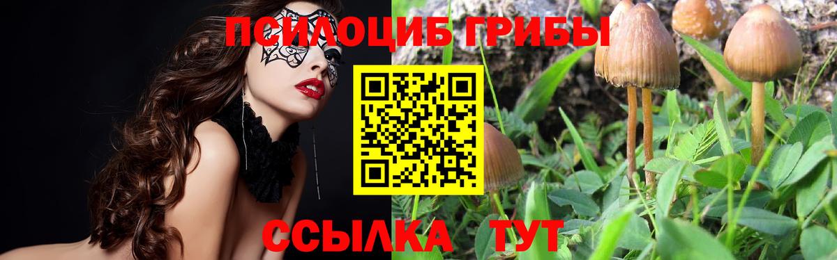Богданович  Галлюциногенные грибы Psilocybe  Вход с VPN 